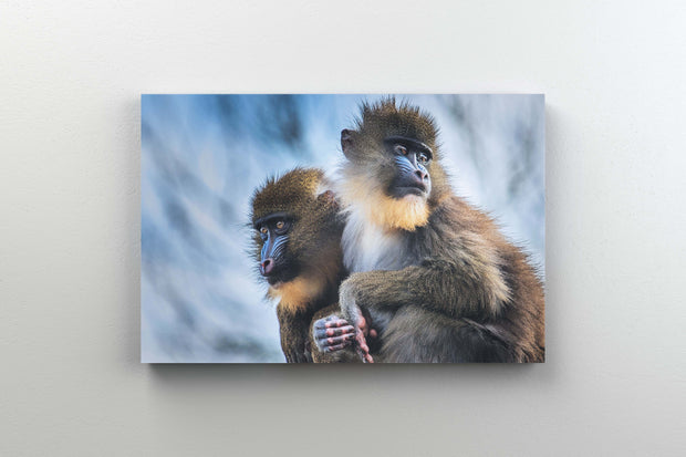 Tablou Canvas - Monkey Magic