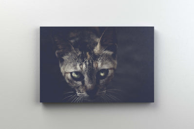 Tablou Canvas - Pisicuta