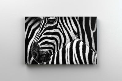 Tablou Canvas - Zebra