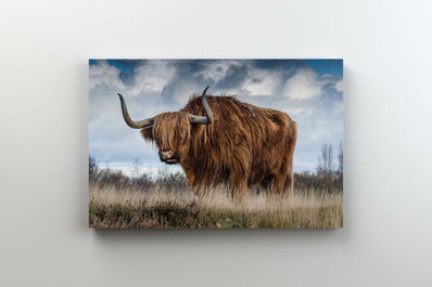 Tablou Canvas - Yak