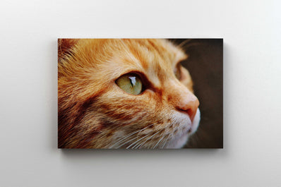 Tablou Canvas - Pisica