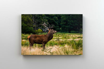 Tablou Canvas - Cerb