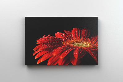 Tablou Canvas - Floare Rosie