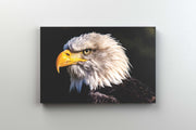 Tablou Canvas - Vultur Alb